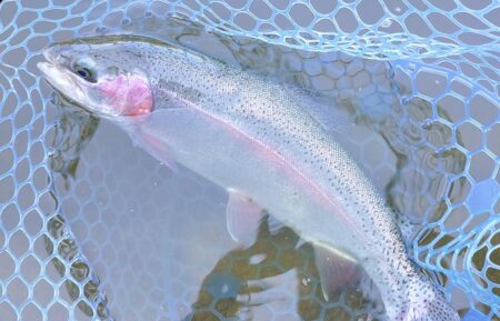 ラインブレイク頻発　～岡崎トラウトポンド～